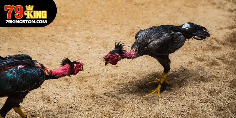 Sân chơi đá gà 79KING vô cùng chất lượng, không nên bỏ lỡ