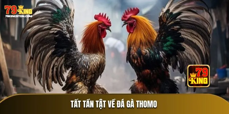 Tổng quan nét cơ bản về đá gà trực tiếp thomo